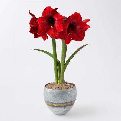 ‘Red Pearl’ Amaryllis, Brass Welds Pot