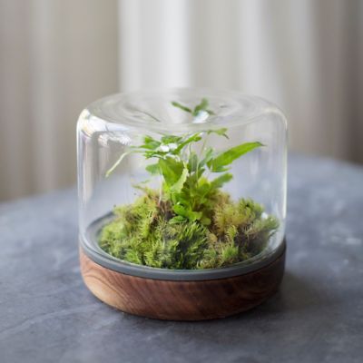 Botanica Rainforest Kit