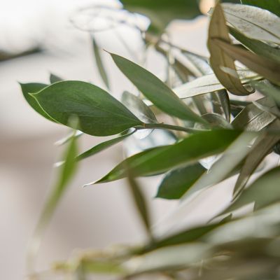 Olive Leaf Garland – The Garland Guy