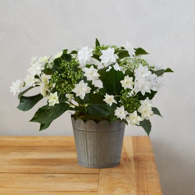 Shooting Star Hydrangea, Scalloped Stripe Pot