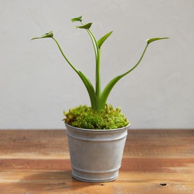 Galvanized Edged Pot
