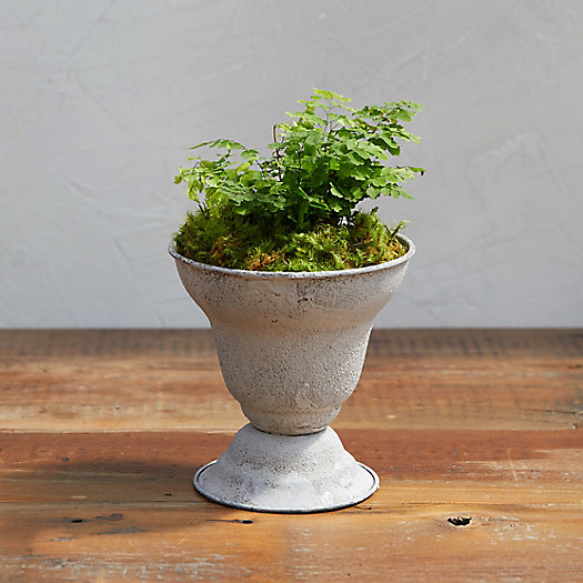 View larger image of Parlor Urn Planter