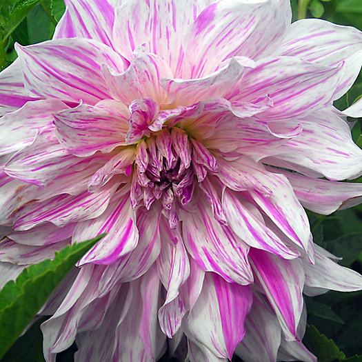 View larger image of 'Moms Special' Dahlia Bulbs