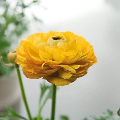 Ranunculus ‘Tecolote Yellow’ Bulbs