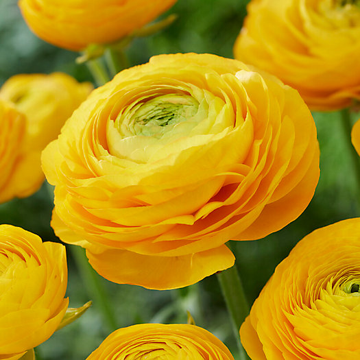 View larger image of Ranunculus ‘Tecolote Yellow’ Bulbs