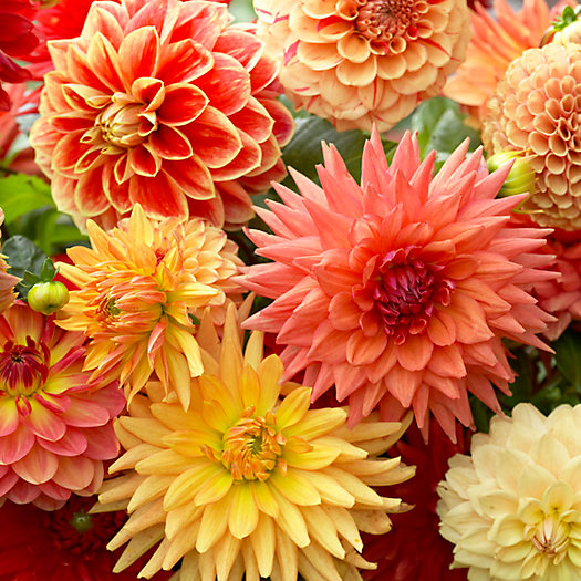 View larger image of Dahlia All-in-One Mixed Bulbs