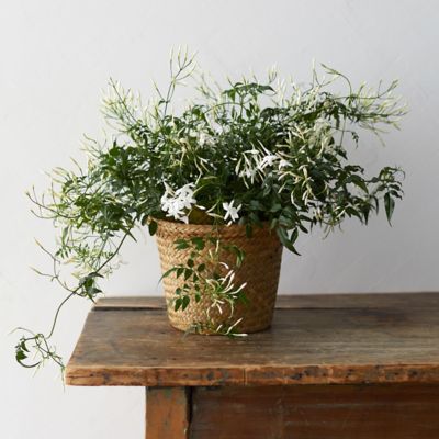 White Jasmine, Grass Pot