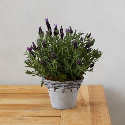 Lavender, Metal Weave Pot