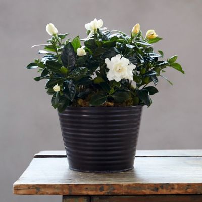 Gardenia, Metal Pot