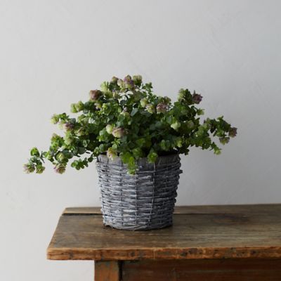 Ornamental Oregano, Rattan and Metal Pot