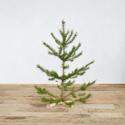 Fresh Cut Lodgepole Pine