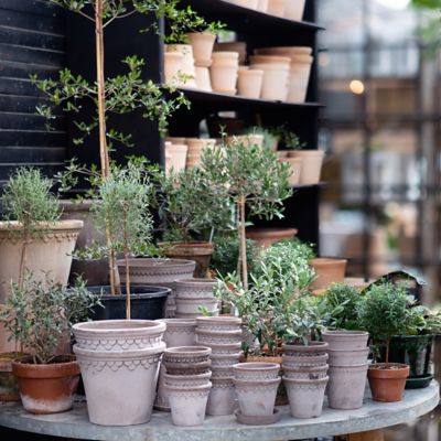 Large pots and plants on the terrace - Greenspired