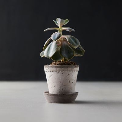 Terracotta Bergs Pot - Magnolia