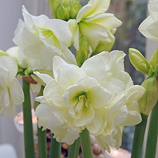 View larger image of Amaryllis 'Marilyn' Bulb