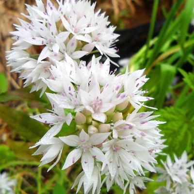 Allium ‘Graceful’ Bulbs