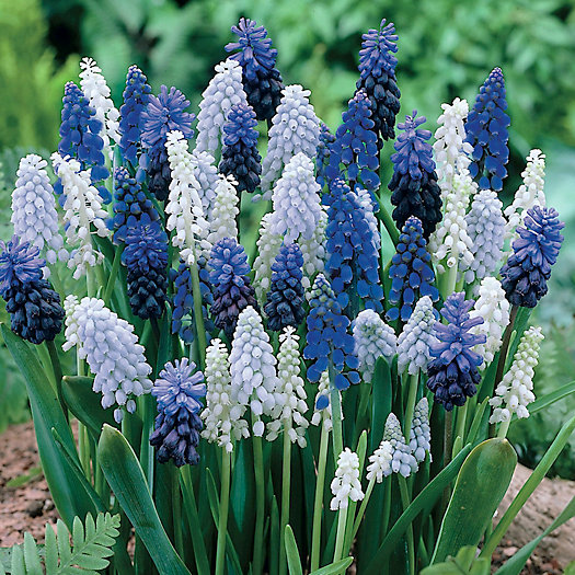 View larger image of Muscari ‘Delft Blue Mixture’ Bulbs