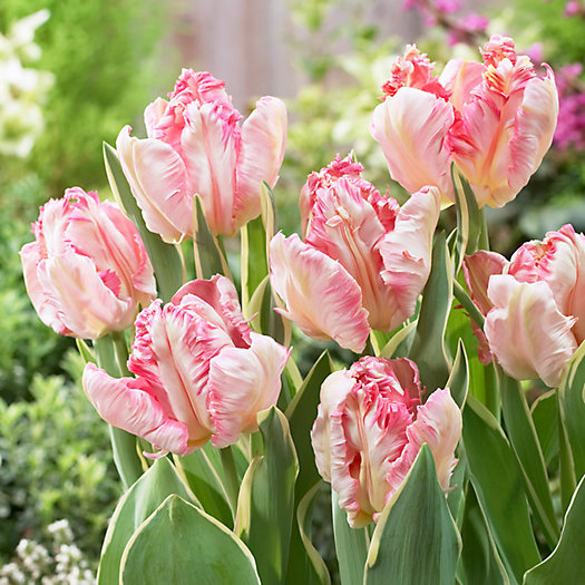 View larger image of Tulip ‘Silver Parrot’ Bulbs