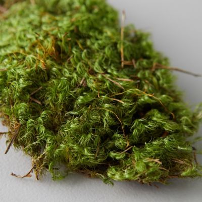 Natural Preserved Sheet Moss