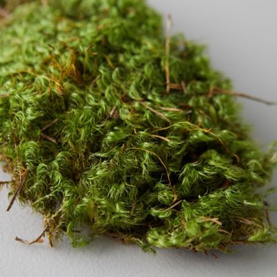 Dried Mood Moss