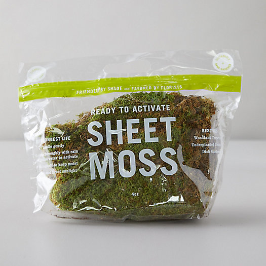 View larger image of Preserved Sheet Moss