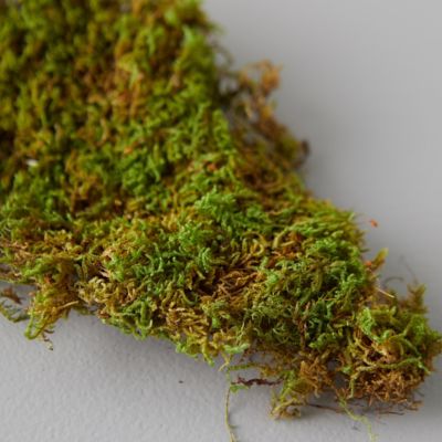 Preserved Sheet Moss - Terrain