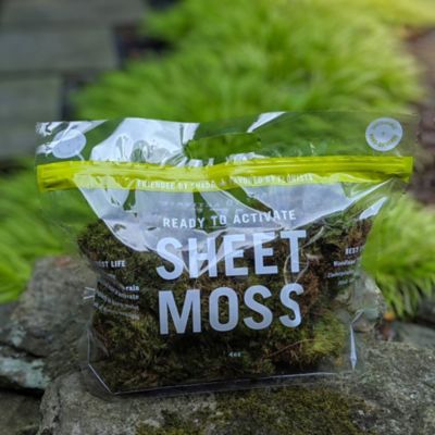 Preserved Sheet Moss