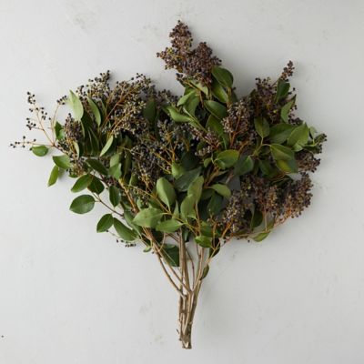 Fresh Privet Berry Bunch