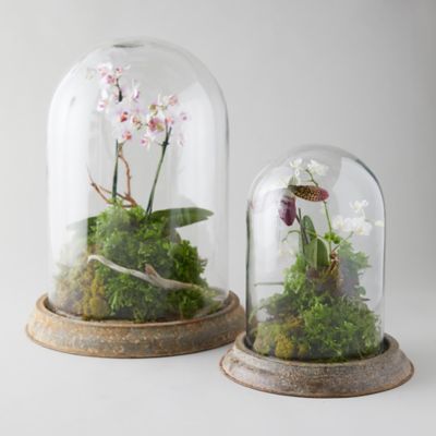 Glass Cloche Bell Jars for Indoor Gardening