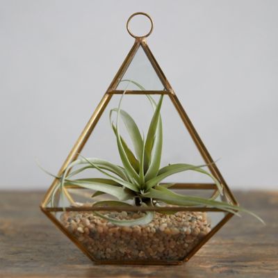 Planted Tillandsia Geo Terrarium