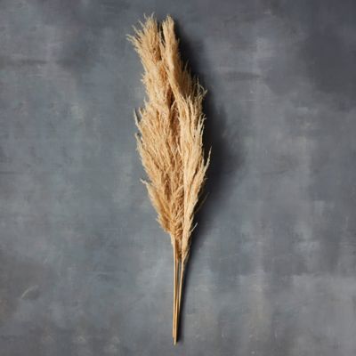Dried Pampas Grass Stem Terrain