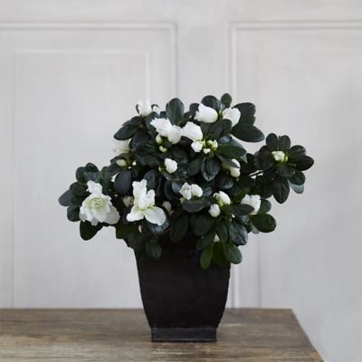 White Azaleas, Square Black Pot