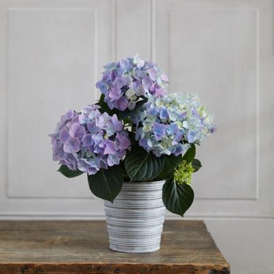 Blue + Purple Hydrangea, Ribbed Metal Pot