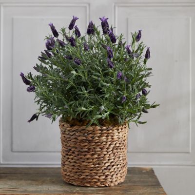 Lavender, Woven Basket