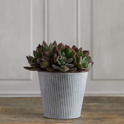 Devotion Echeveria, Ribbed Metal Pot