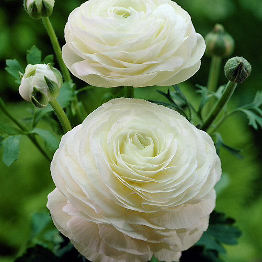 View larger image of White 'Tecolote' Ranunculus Bulbs