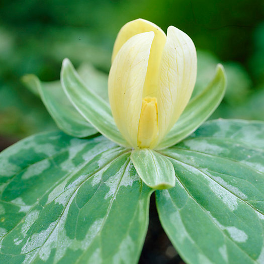 View larger image of 'Luteum' Trillium Bulbs