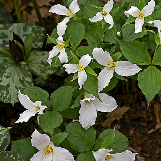 View larger image of 'Snowy' Trillium Bulbs