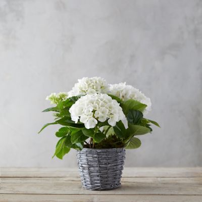 Glory Hydrangea, Woven Metal Pot