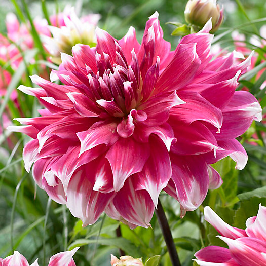 View larger image of Frost Nip Dahlia Bulb