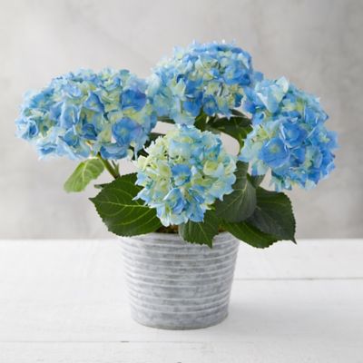 Blue + Purple Hydrangea, Waved Metal Pot