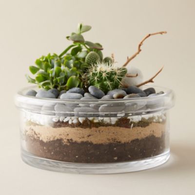 Folded Top Low Bowl Terrarium