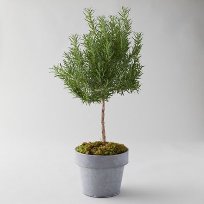 Rosemary Topiary, Metal Pot