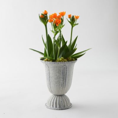 Sun Star Ornithogalum, Tall Urn