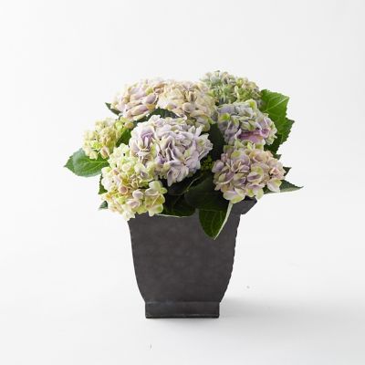 Revolution Hydrangea, Square Black Pot