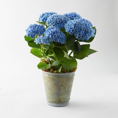 Revolution Hydrangea, Aged Metal Pot