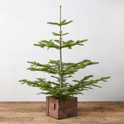 noble-fir-plant-profile-everything-to-know-about-the-gorgeous