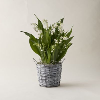 Lily of the Valley, Woven Metal Pot