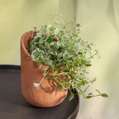 Sliced Stoneware Pot