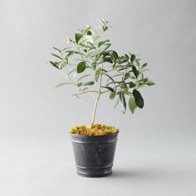 Olive Tree, Black Pot