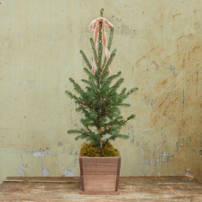 Little Living Tree Terrain